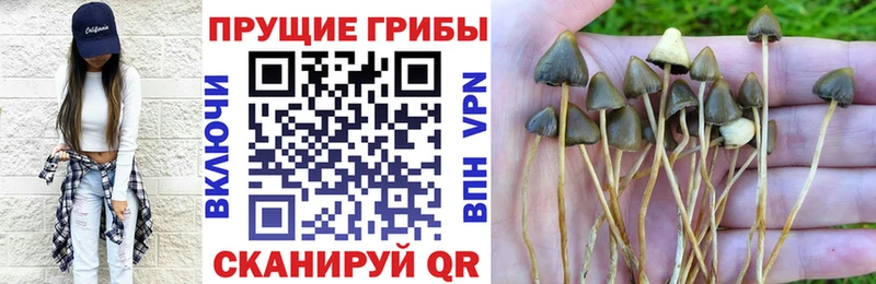 купить наркотик  Петровск  Псилоцибиновые грибы GOLDEN TEACHER 